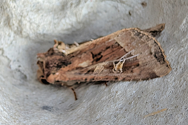 Gele Lis-boorder